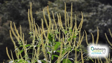 Ragweed Season: What You Need to Know