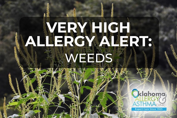 Very High Ragweed and Weed Pollen Levels Return, Ragweed Remains Highly Elevated Affecting Oklahomans