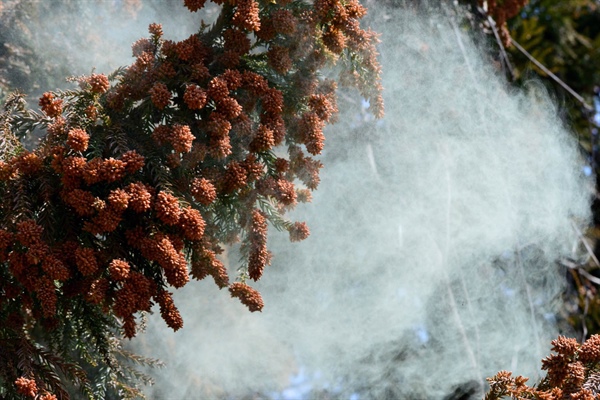 Not a Cold.  Not the Flu.  It’s Cedar Fever!  Who Knew?