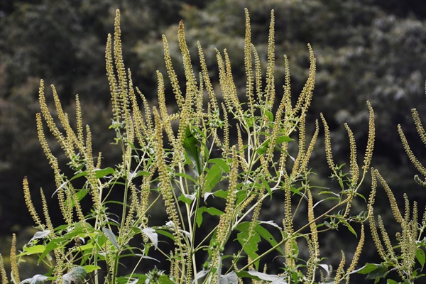 Ragweed Season is HERE