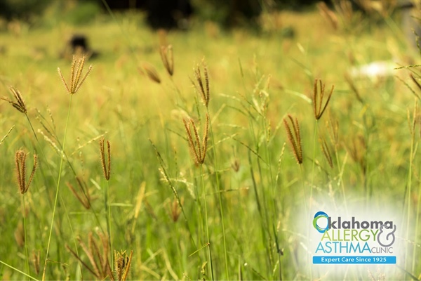 Grass Pollen Allergy