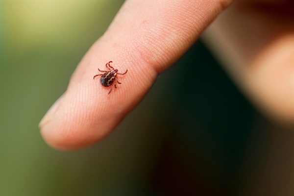 Lone Star Tick Bite – Alpha Gal