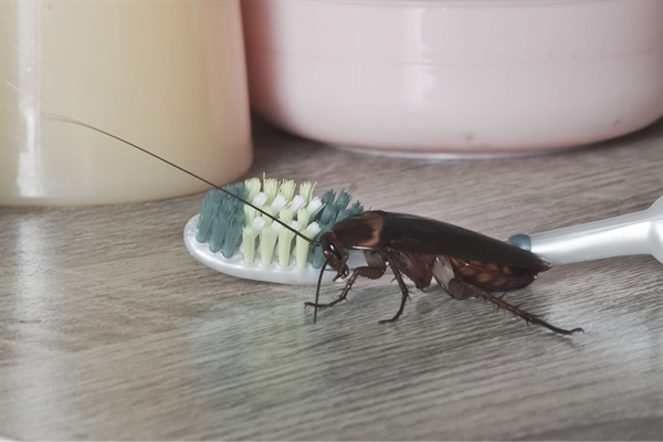 Cockroaches and Asthma