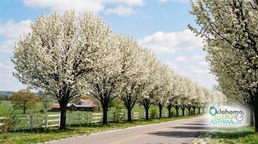 Are Bradford Pear Trees a Spring Allergy Trigger In Oklahoma?