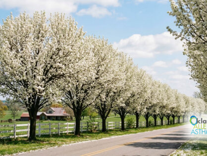 Are Bradford Pear Trees a Spring Allergy Trigger In Oklahoma?