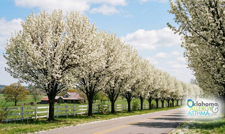 Are Bradford Pear Trees a Spring Allergy Trigger In Oklahoma?