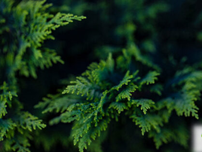 Cedar Fever: What You Need to Know