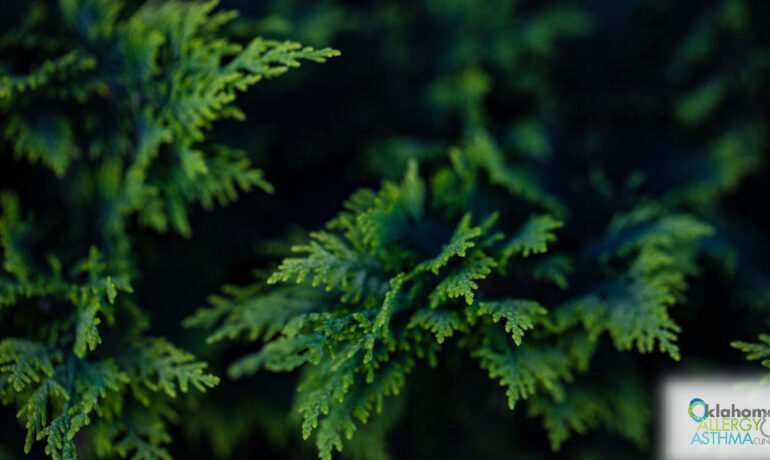 Cedar Fever: What You Need to Know