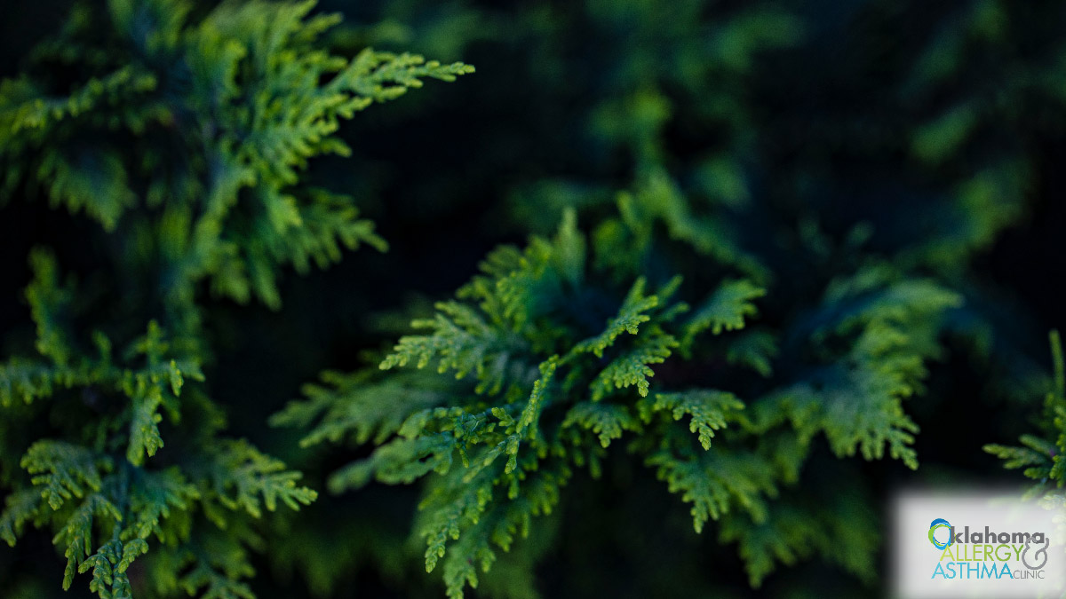 Cedar Fever: What You Need to Know