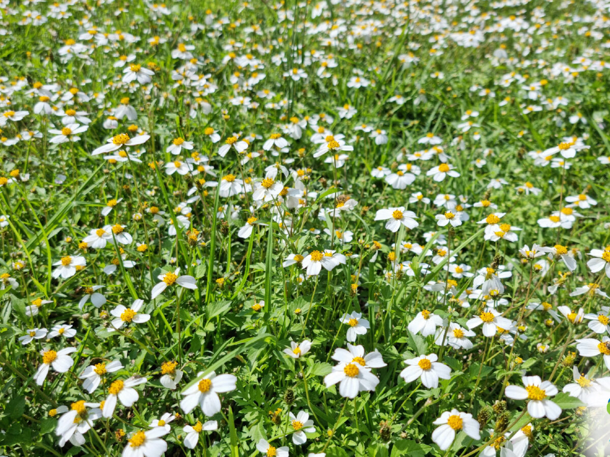 Allergy Shots Explained: Immunotherapy for Long-Term Allergy Relief