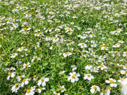 Allergy Shots Explained: Immunotherapy for Long-Term Allergy Relief