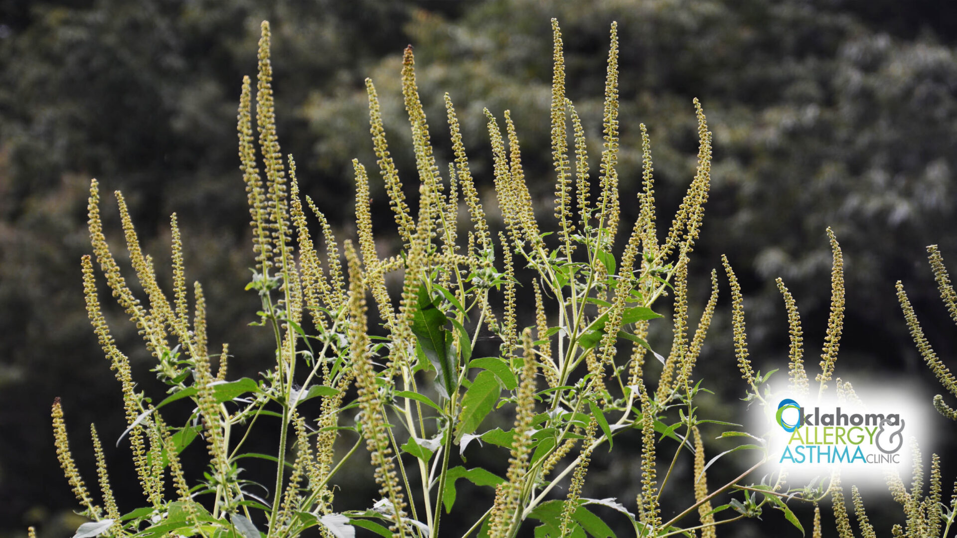 Ragweed Season: What You Need to Know