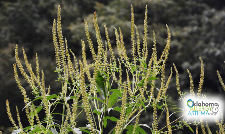 Ragweed Season: What You Need to Know